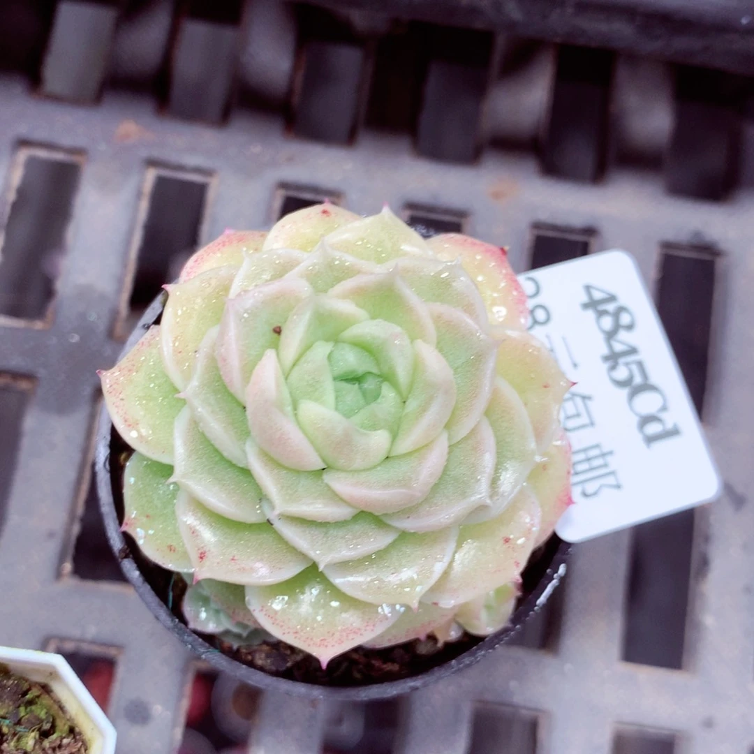 5厘米盆精控多肉4845