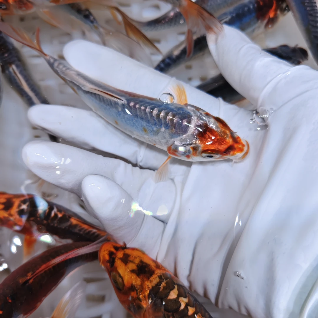 超大7尾 【血统锦鲤混搭】 水族活体冷水观赏鱼