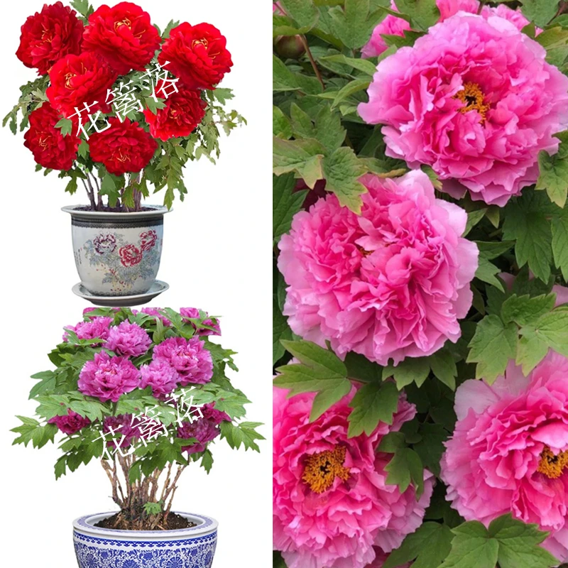 浓香 多分枝牡丹花苗盆栽 大花重瓣庭院阳台花卉植物