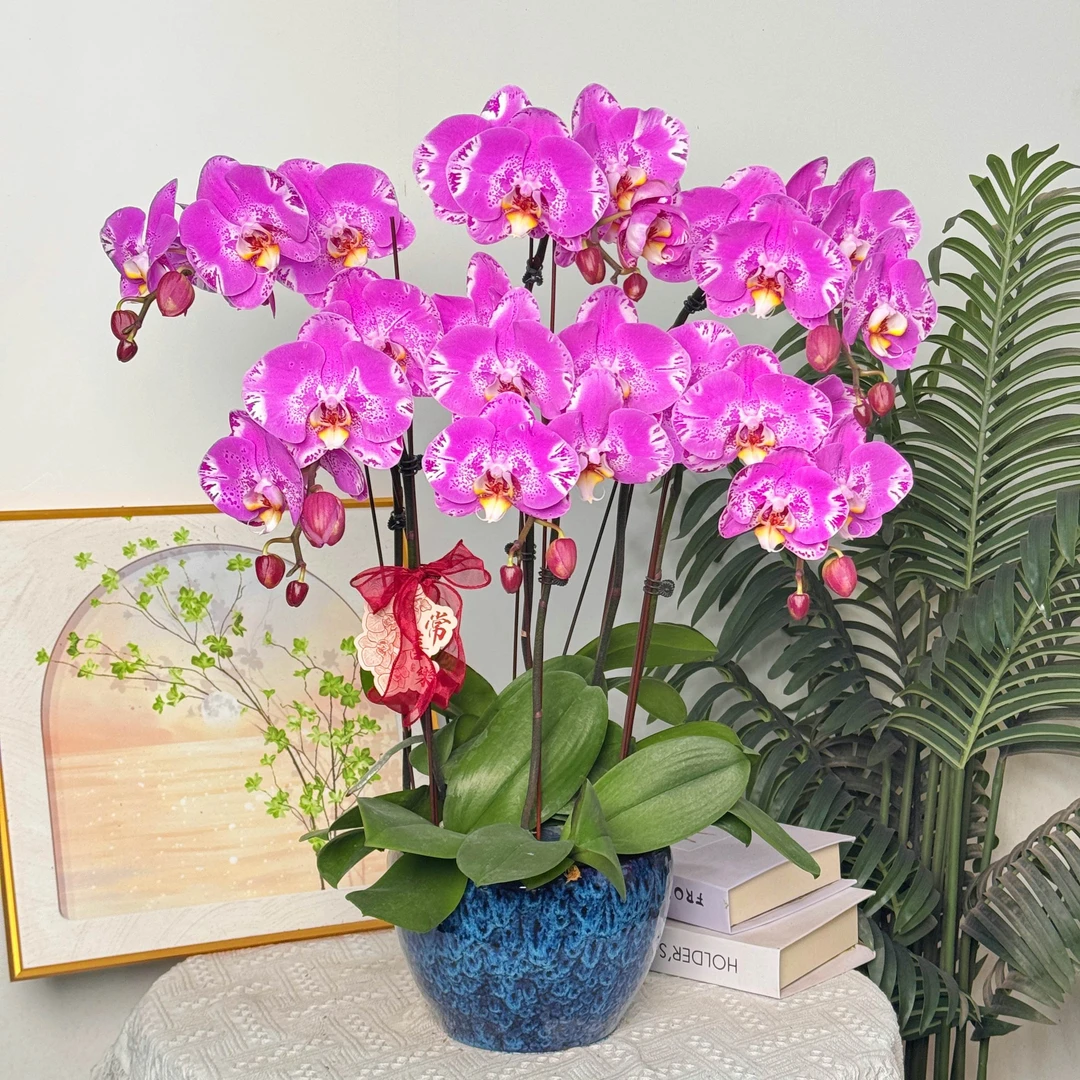 【藏宝图】 蝴蝶兰 室内绿植 开花株 好养活养兰