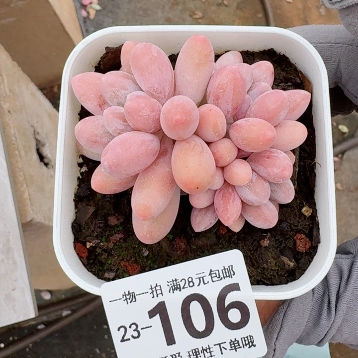 汤圆无盆土发货无盆