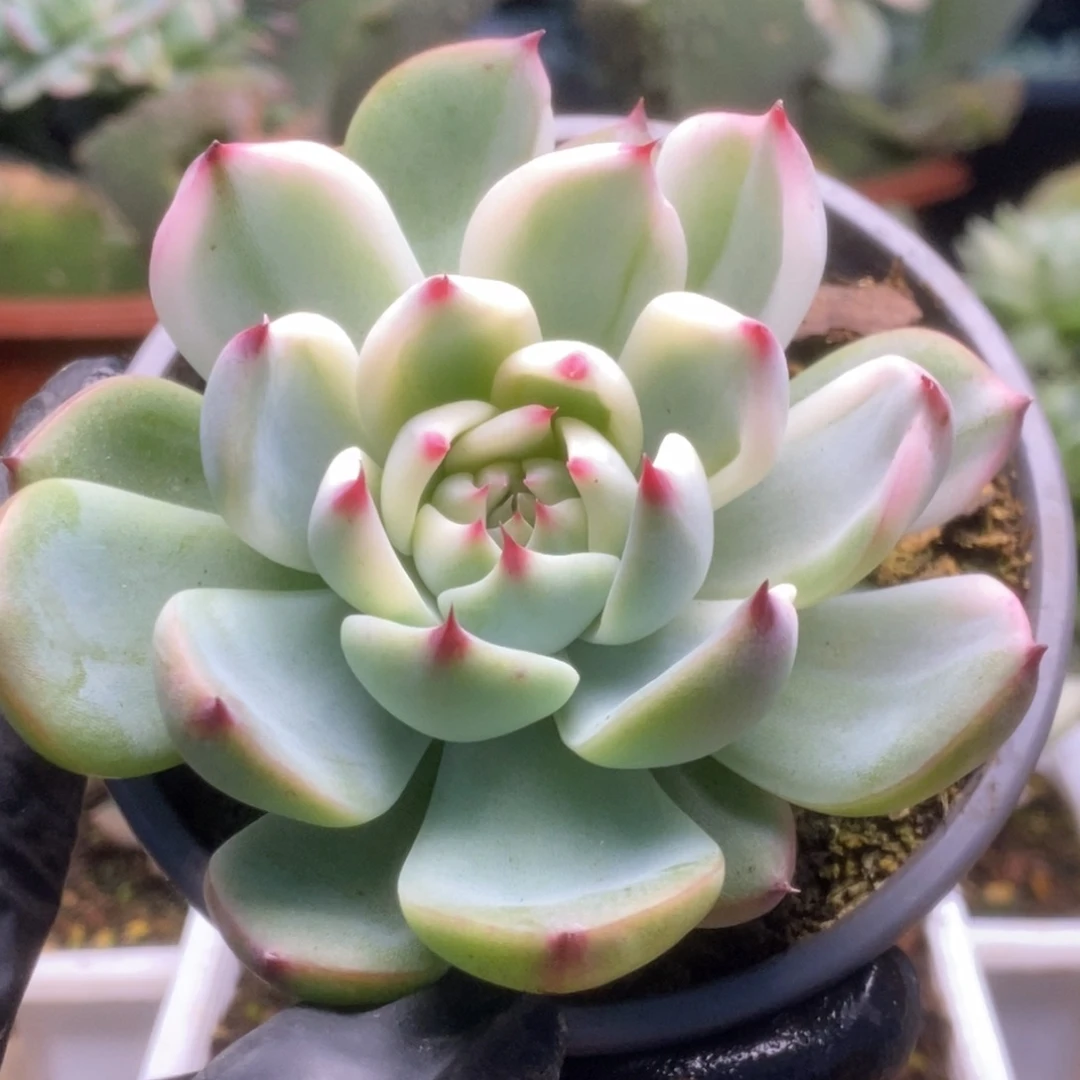 544锦锦锦锦锦锦锦