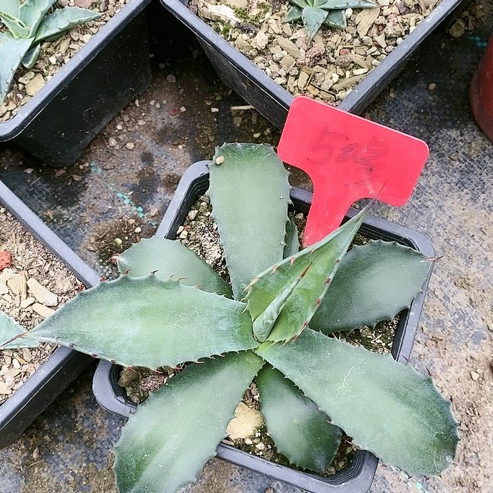 【闪购商品】无花朵龙舌兰赛米娜 三单包邮