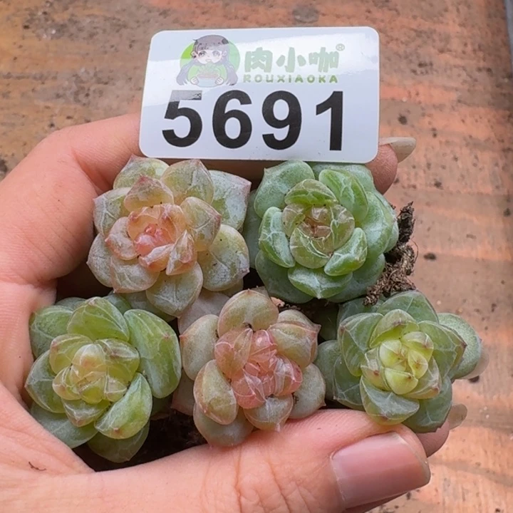 多肉植物多肉植物