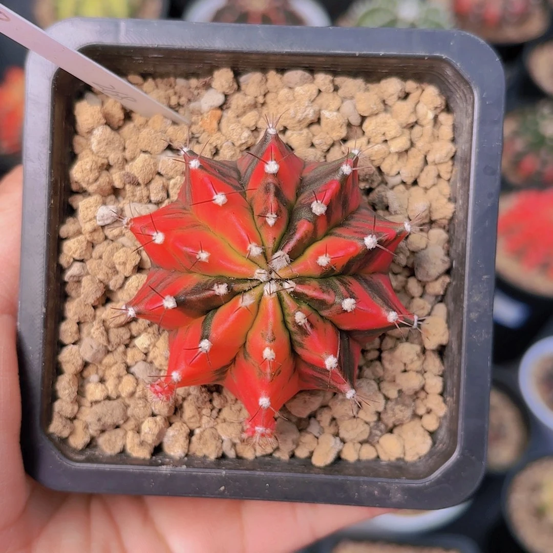 泰系米哈仙人球实生268