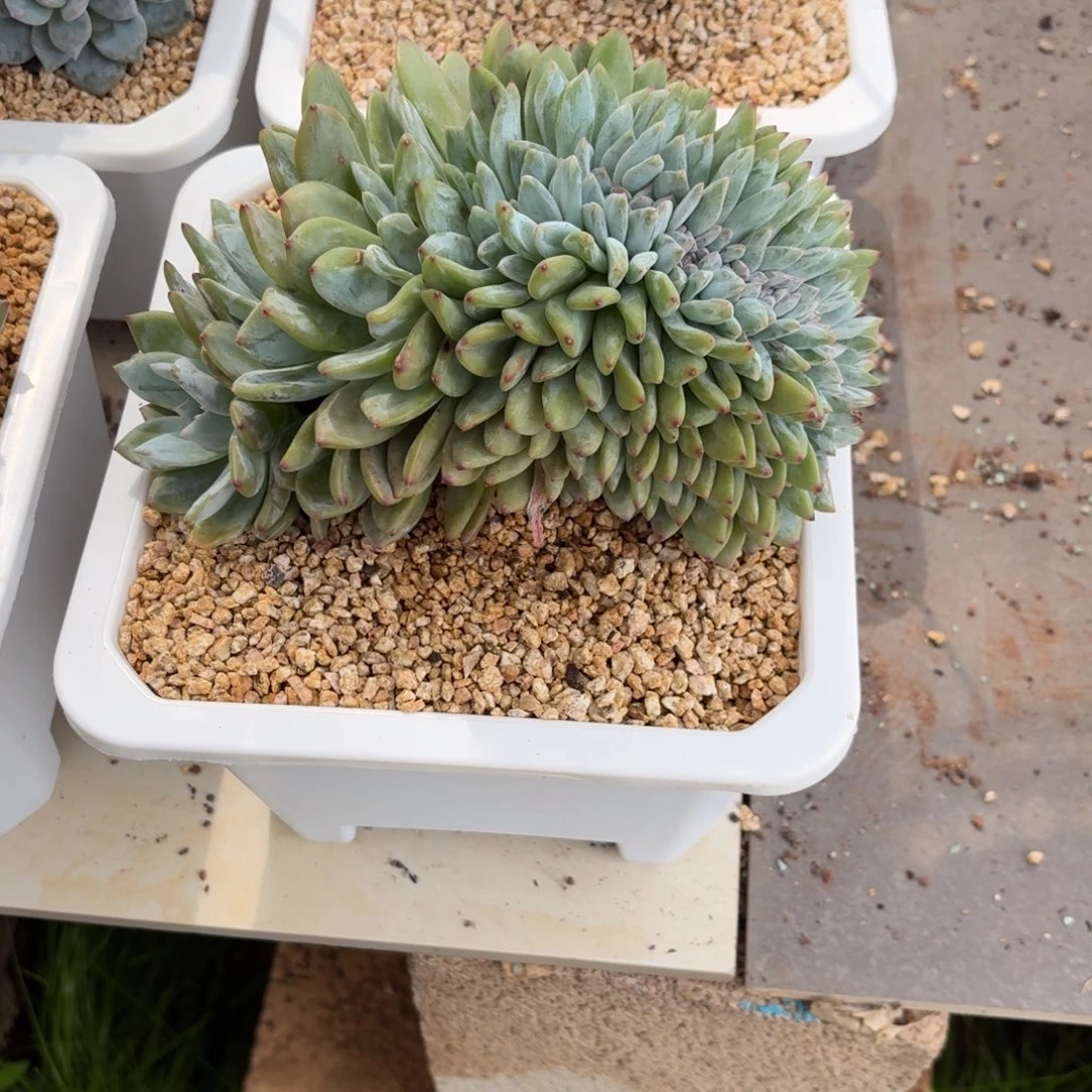 桐***711.009突尼斯缀化