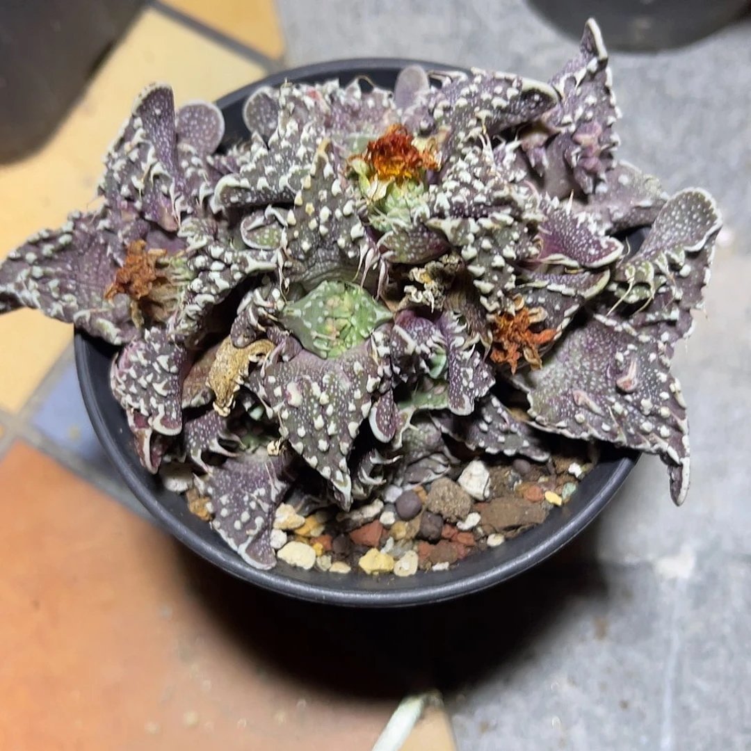 紫皮怒涛一物一拍