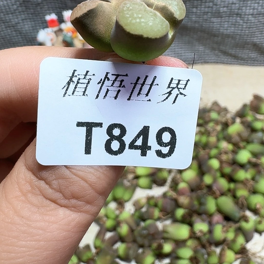 多肉植物的润泽额f