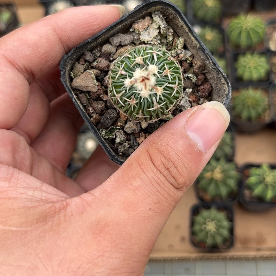 昔***年109416一物一拍单头发货
