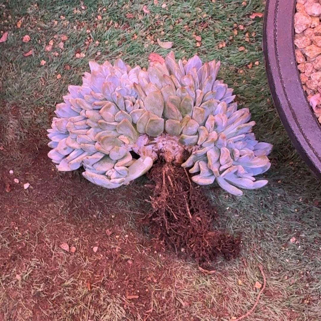 星影树缀无砍多肉