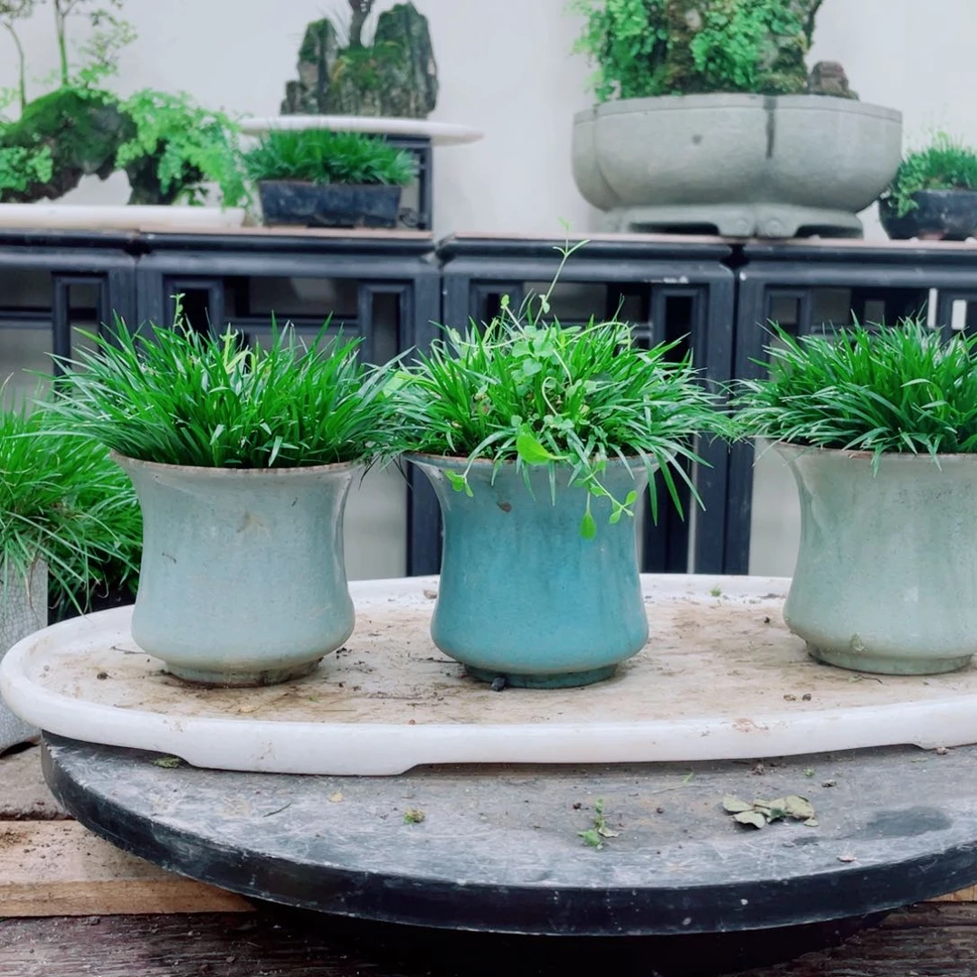 无铅玻璃细**衣铁线蕨铁线蕨铁线蕨