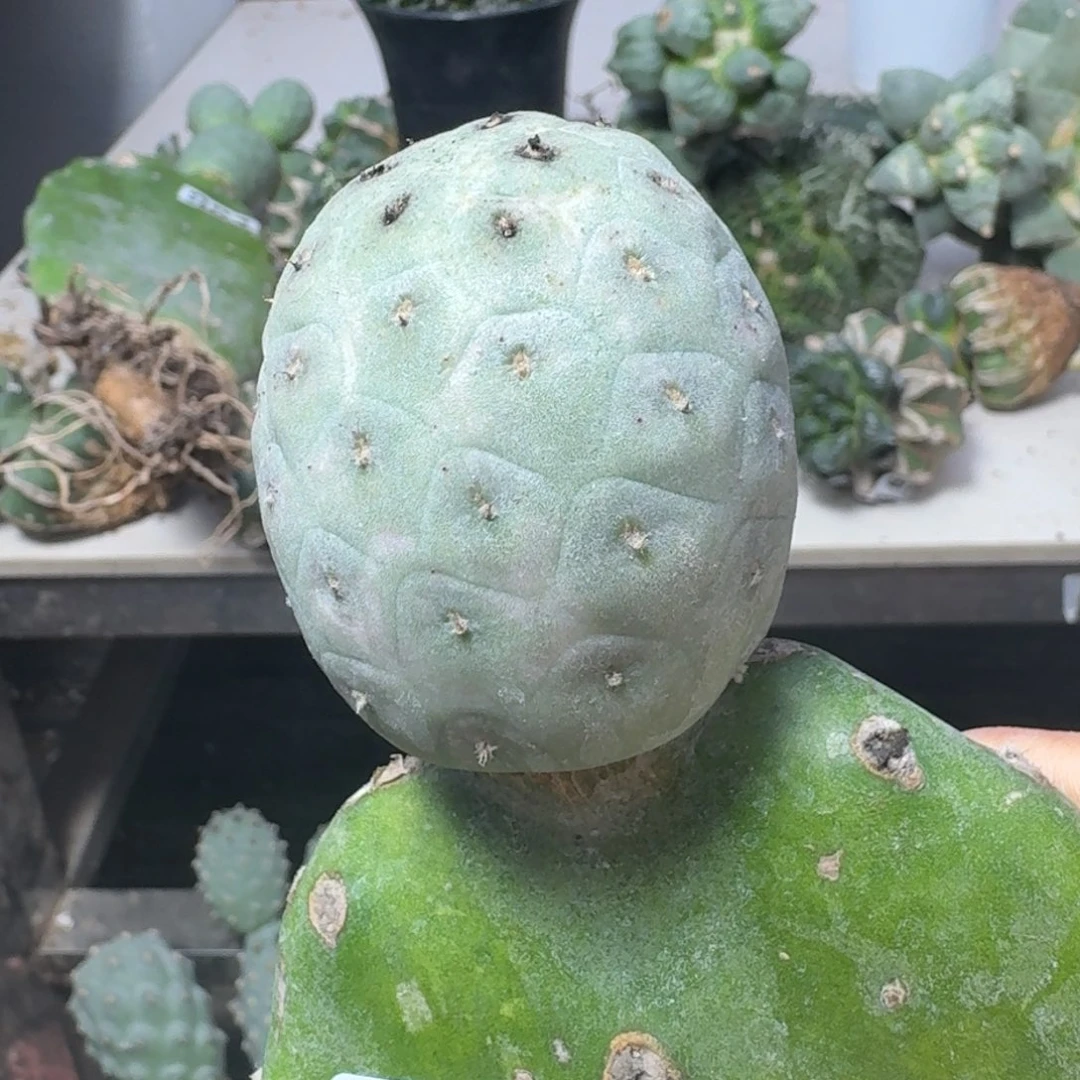 【闪购商品】无花朵浮*?大型龙蛋619