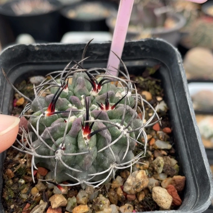 实生素妆玉0385000000