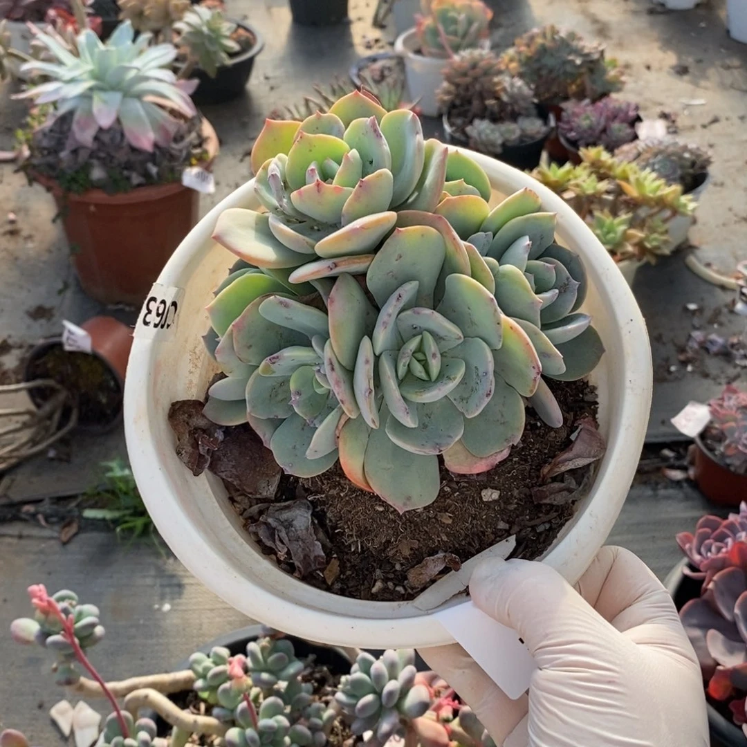 042白凤多头一物一拍