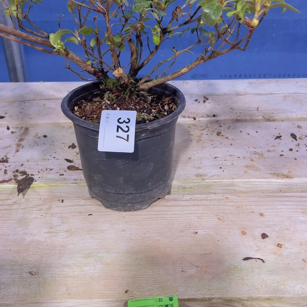 红陶直播时间一直一直