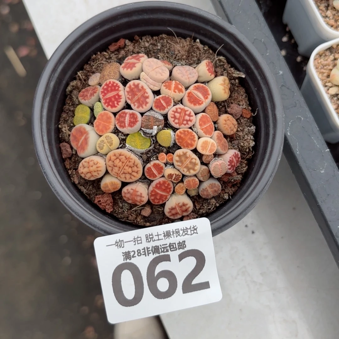 生石花带盆土发货