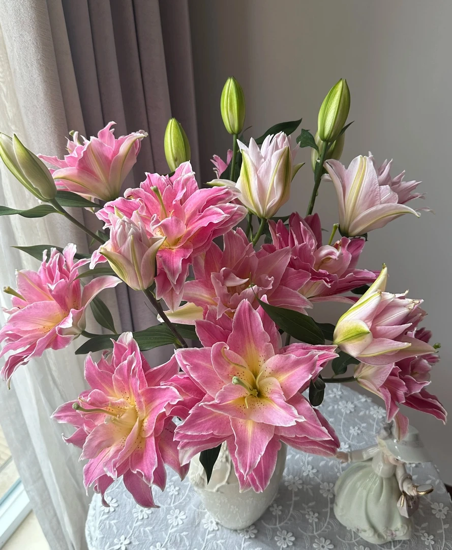 【港货百合梦想线】90箱1单顺丰冷链包邮 发货后不支持退款