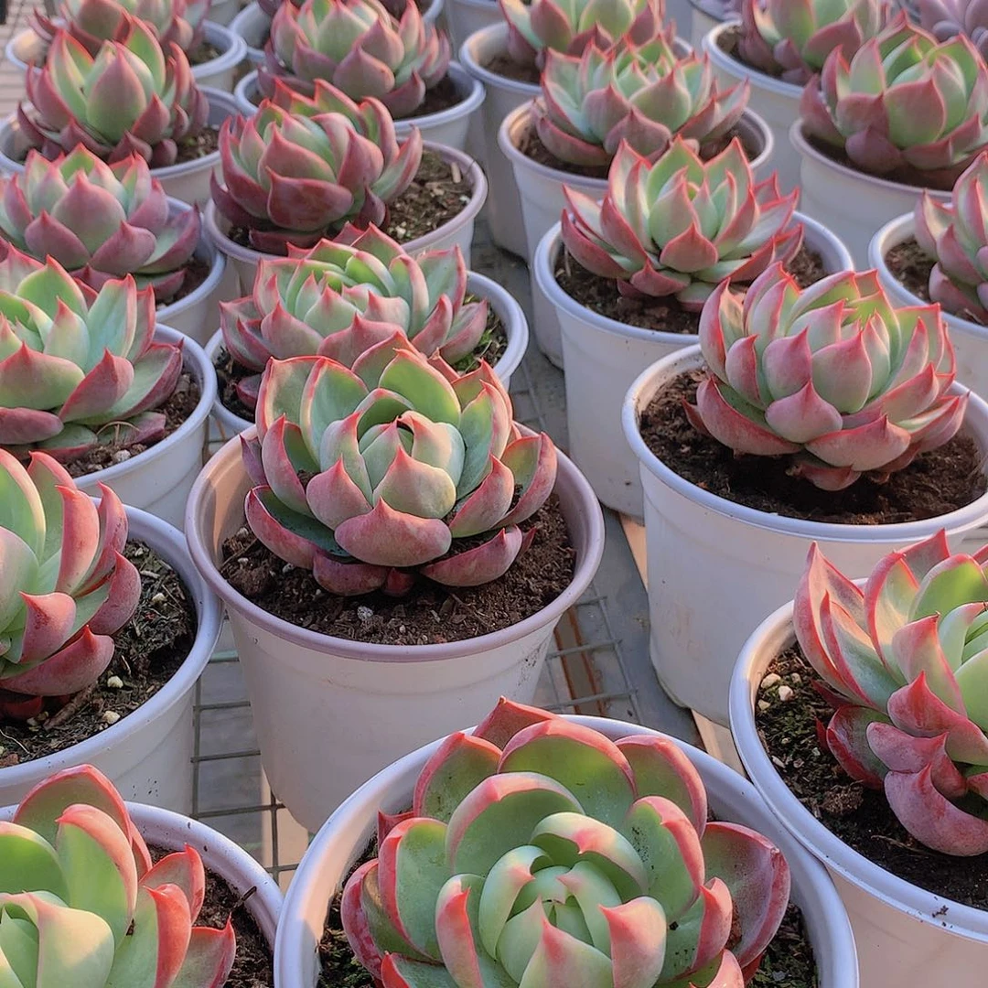 窄叶惊鸿2356789900000