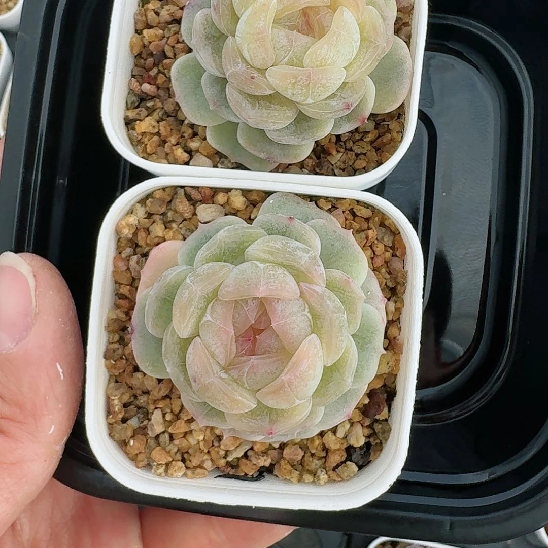 杂交新品珍妮多肉12