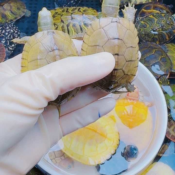 海***连绿毛龟母222222222222