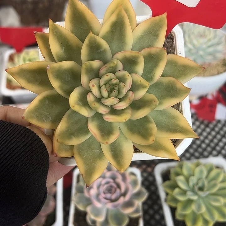 164号阿格尼斯锦多肉植物
