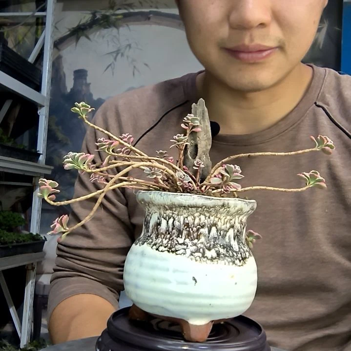 半***醒中青园艺一物一拍花42