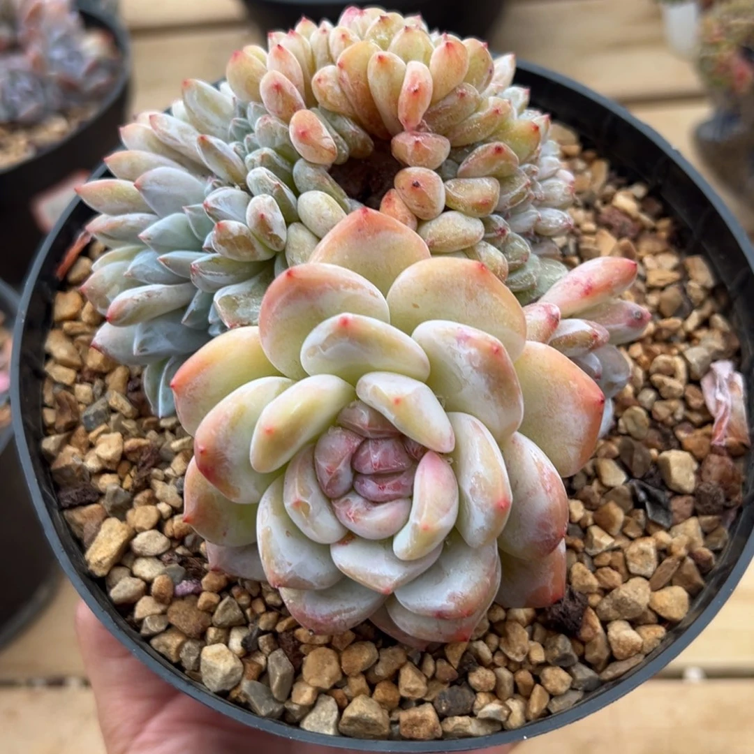 黄底缀哈哈哈哈哈哈哈哈