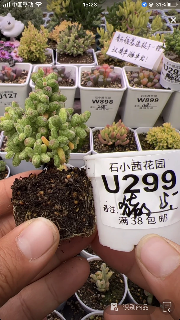 猪猪-白糊癍-多肉植物枝干番杏