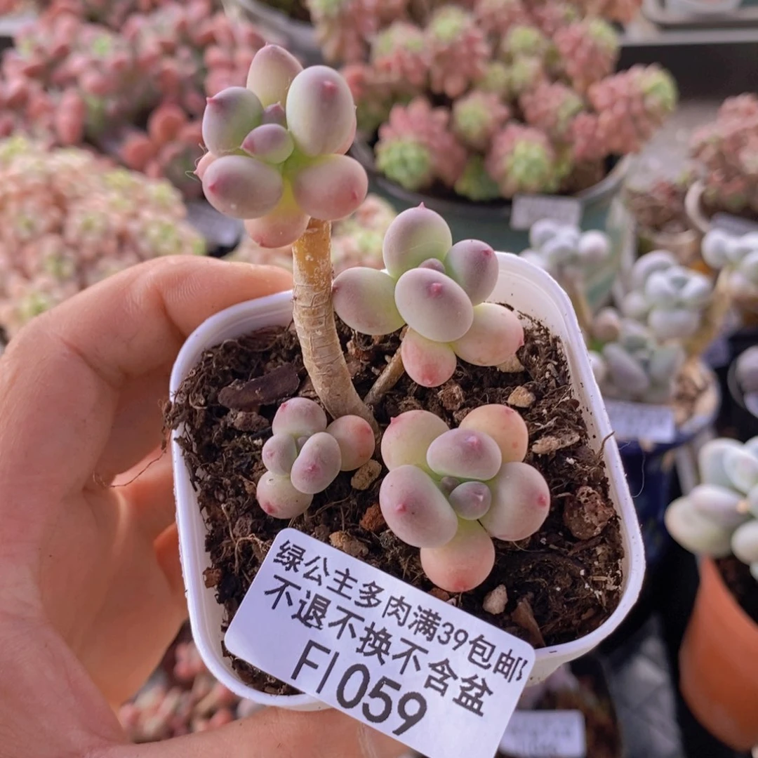 月*儿四代苹果奶散拼1059多肉植物