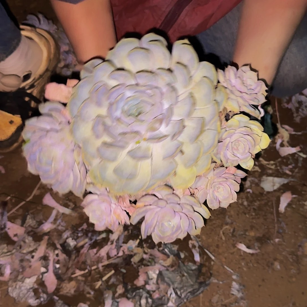 .****?露西娜 一颗 不包损2305