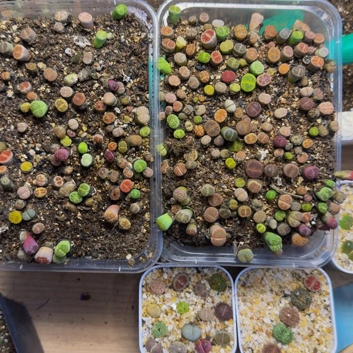 一**世多肉植物的生长发育71