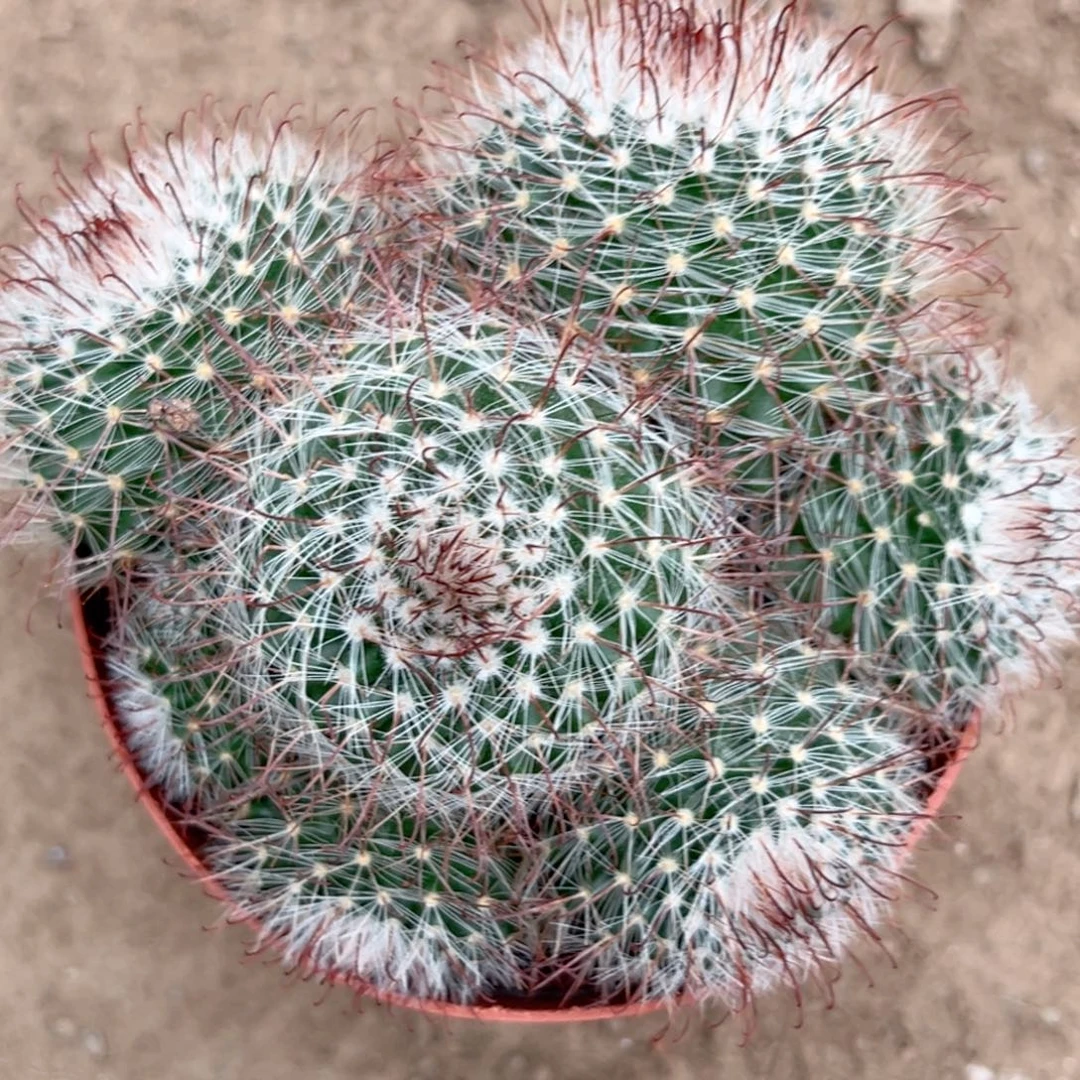 *****零零落落。  零零落落