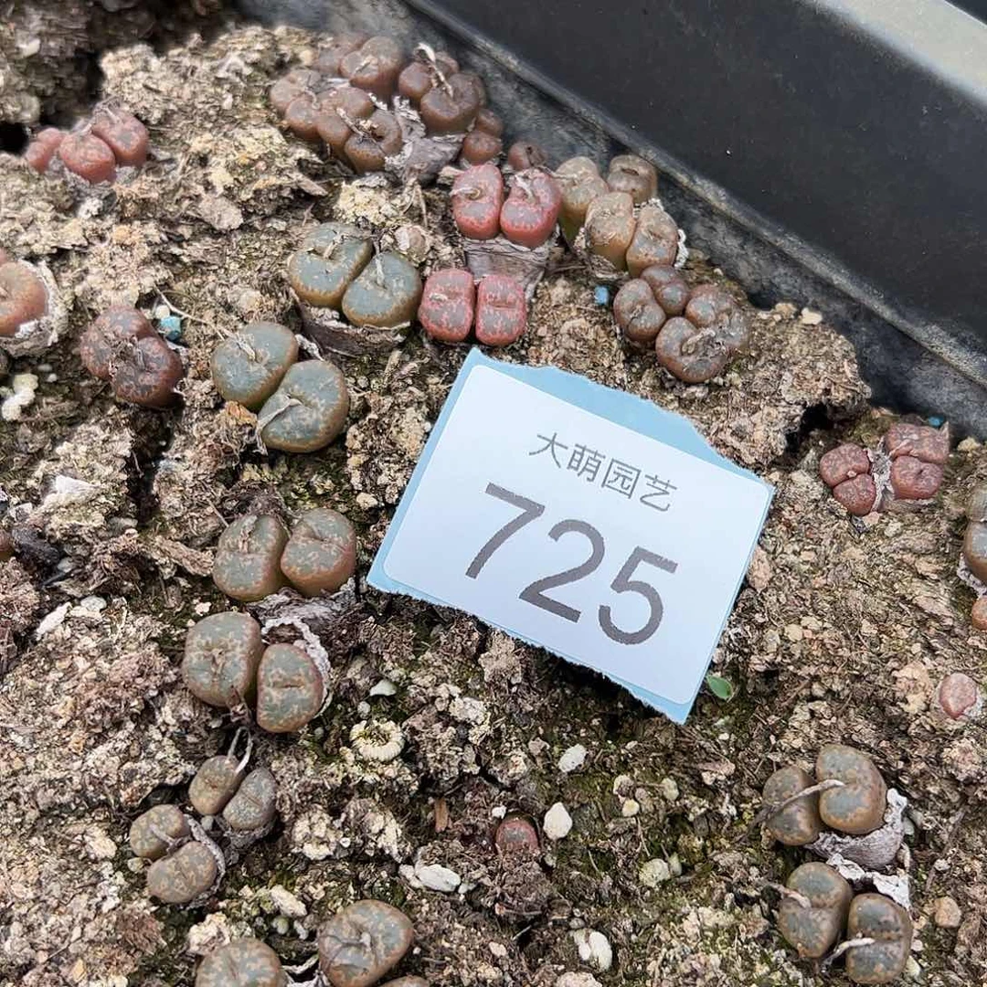 0000725量拍MG1415.2卡帕勋章4头1颗