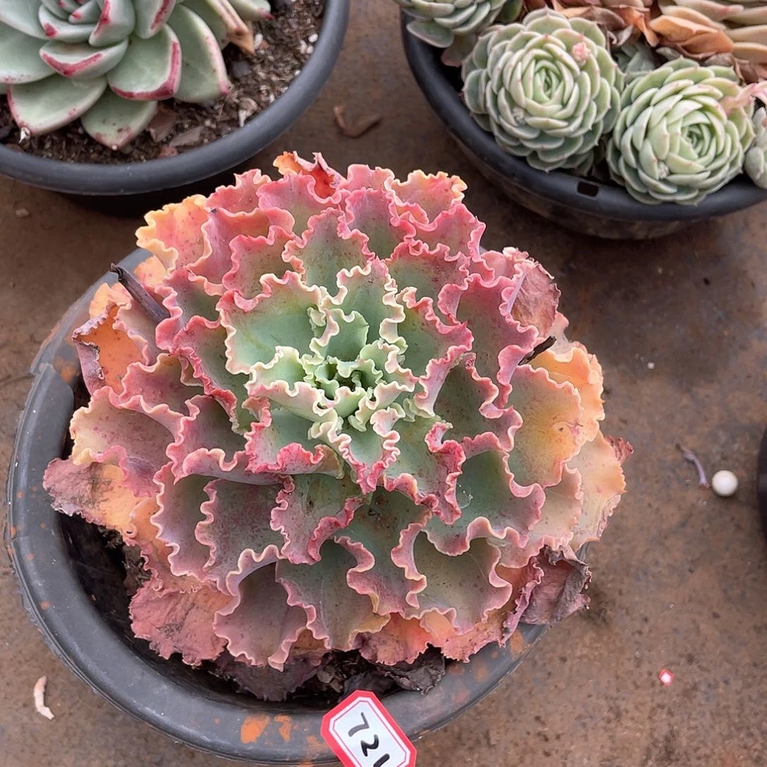 721蓝狐一物一拍多肉