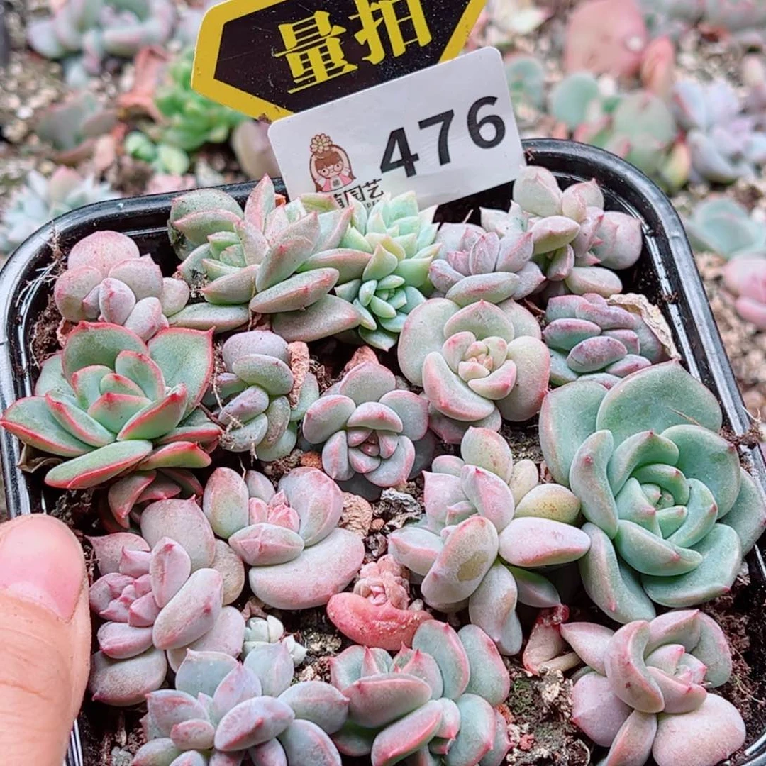 当前无花朵，栽培后可花朵