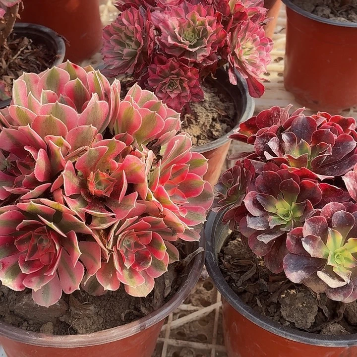 粉女巫带主头+美杜莎包邮