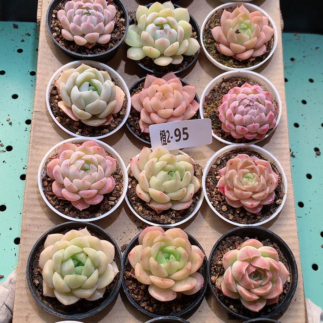 2-95一物一拍带盆18颗