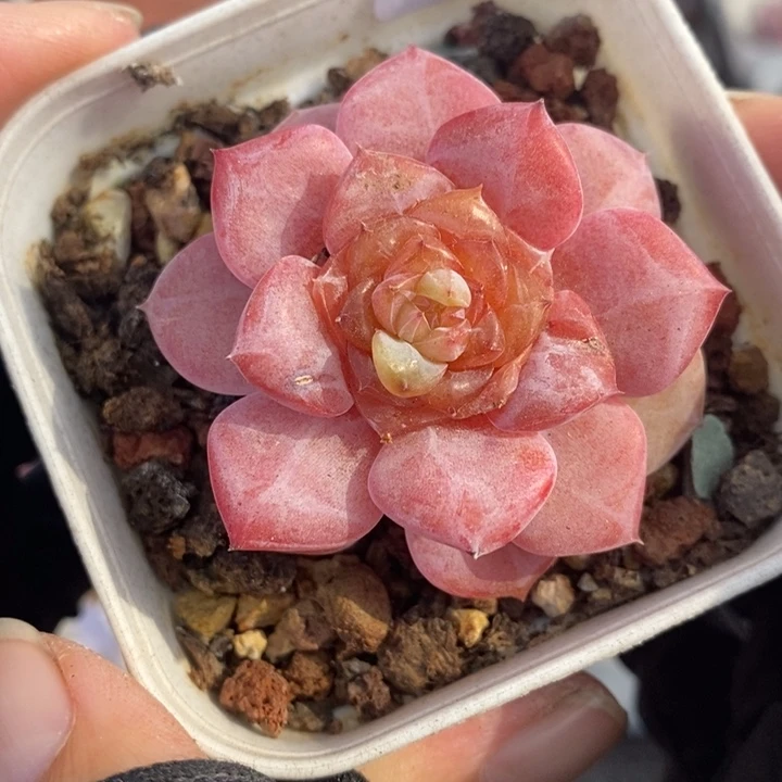 1206-64，糖心多肉