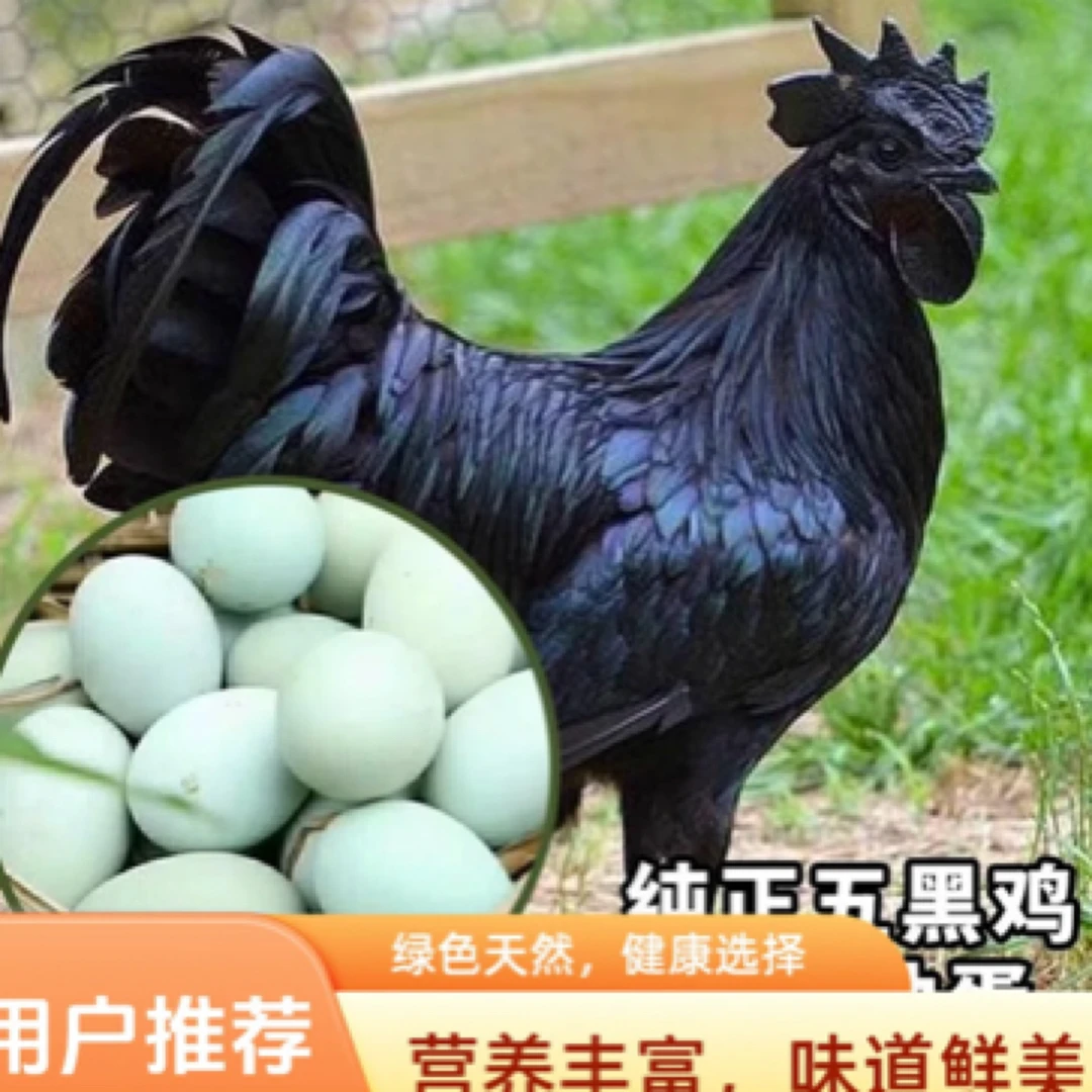 宠物五黑鸡  十只包邮 四两左右发货