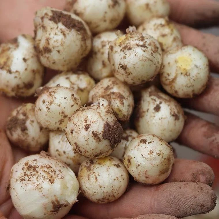 古昌新鲜苦藠团葱小根蒜野葱头薤白