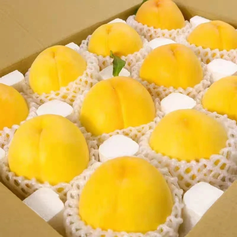 【申通快递】河南周口露天大黄桃黄金蜜桃新鲜采摘产地直发坏果包赔