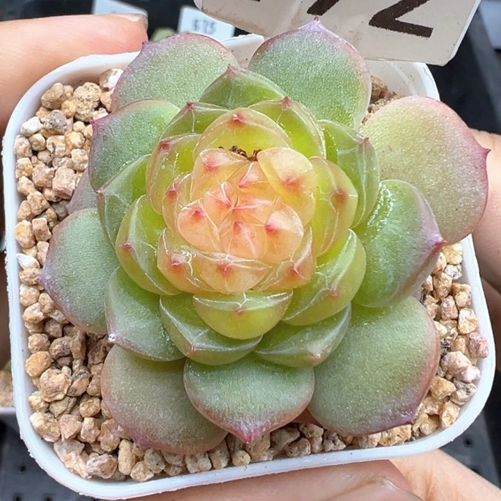 192号妃子笑带崽