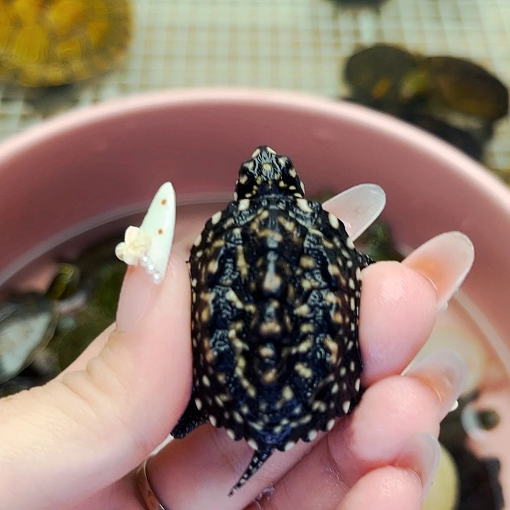 不分公母宠物龟斑点苗3