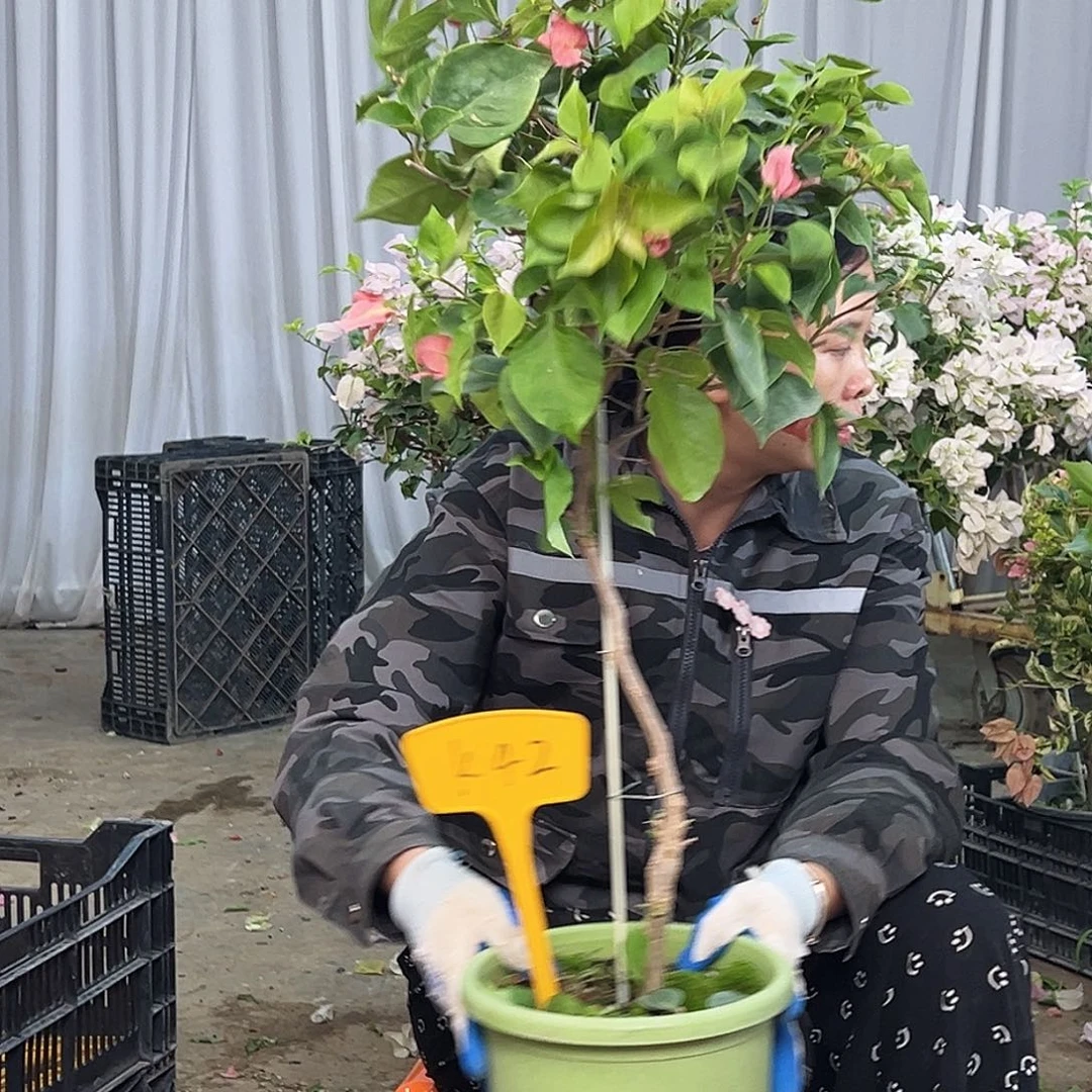 空***白大部分花苞少量开放K42不甜