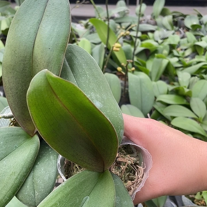 元***姐完全开放妖精2.8寸两颗