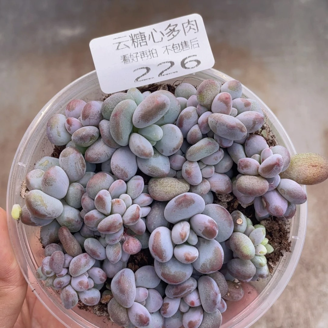云糖心多肉植物226