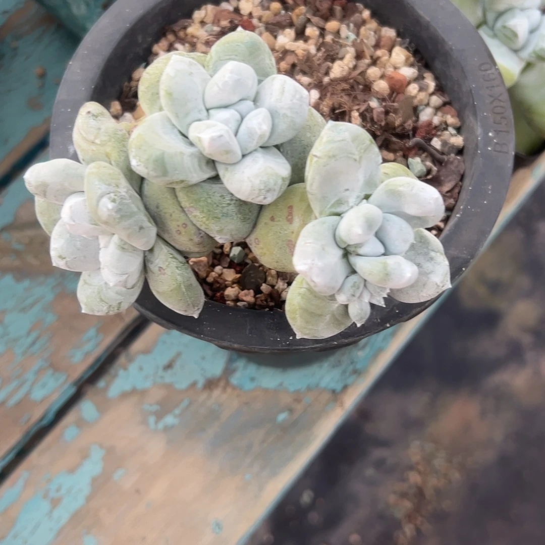 姜***戈拇指 一物一拍谢谢哥1441