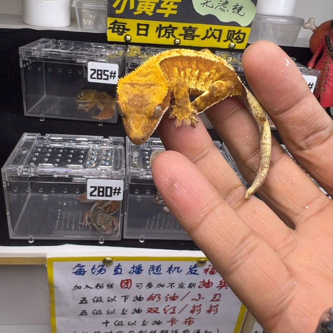 睫角守宫红底橙纹奶油三色