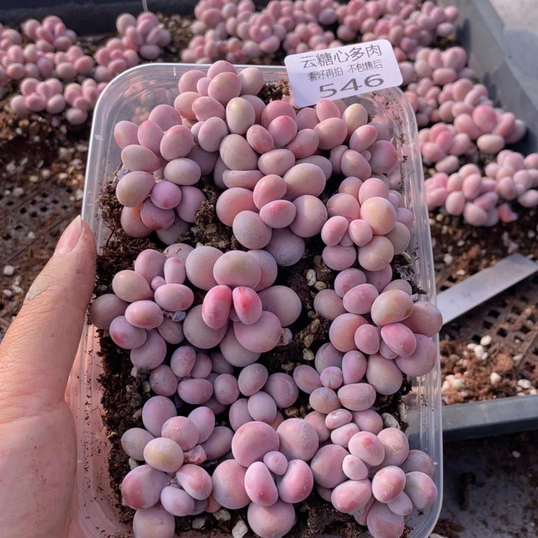 云糖心多肉植物546