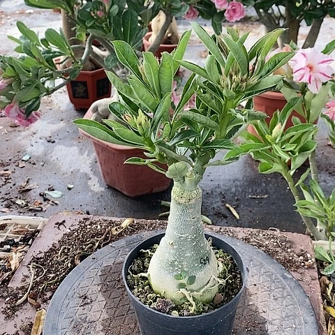 【闪购商品】无花朵苏*